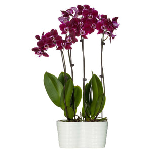 30" Tall Duo Phalaenopsis Orchid, Purple Blooms Dual Planter Orchid