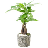 Arcadia Garden Products Money Tree with Container, Bonsai Live Indoor Plant