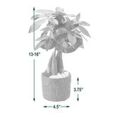 Arcadia Garden Products Money Tree with Container, Bonsai Live Indoor Plant
