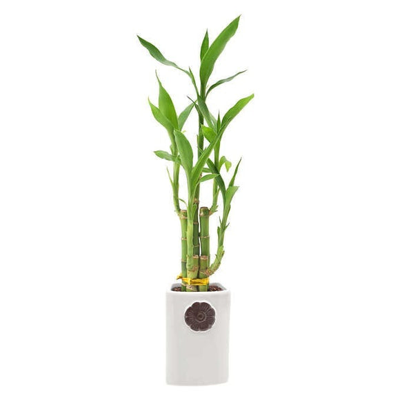 Arcadia Garden Products Lucky Bamboo with Ceramic Container, Wrapped Gift Plant