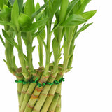 Arcadia Garden Products Lucky Bamboo with Ceramic Container, Wrapped Gift Plant