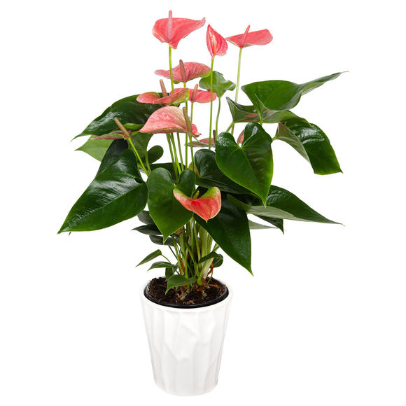 18” Tall Anthurium in Ceramic Pot, 4 More Blooms Potted Anthurium