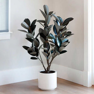 GG Hunter 48" Faux Rubber Tree, 31" L x 31" W x 48" H