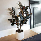 GG Hunter 48" Faux Rubber Tree, 31" L x 31" W x 48" H