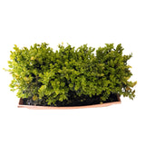 Alder & Oak Boxwood Patio Planter Evergreen Pre-grown Boxwood Hedge