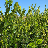 Alder & Oak Boxwood Patio Planter Evergreen Pre-grown Boxwood Hedge