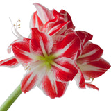 Longfield Gardens Amaryllis Bulb with Container, Christmas Gift,  Magnum, Spartacus