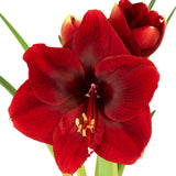 Longfield Gardens Amaryllis Bulb with Container, Christmas Gift,  Magnum, Spartacus