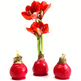 Bloomaker Waxed Amaryllis Bulbs, Three Pack