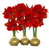 Bloomaker Waxed Amaryllis Bulbs, Three Pack