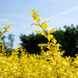 Perfect Plants 3 Gallon Sunshine Ligustrum Shrub, 2-pack Colorful Landscape