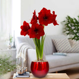 Longfield Gardens Amaryllis Bulb with Container, Christmas Gift,  Magnum, Spartacus