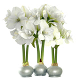 Bloomaker Waxed Amaryllis Bulbs, Three Pack