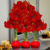 Bloomaker Waxed Amaryllis Bulbs, Three Pack