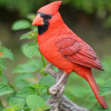 8.25" Red Polyresin Tabby Cardinal on Branch Statue