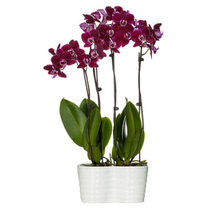 Two Purple Phalaenopsis Orchids with Ceramic Pot, 16” - 30” Tall Potted Orchid
