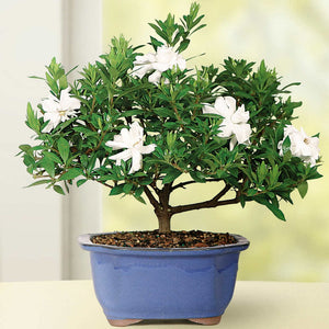 Gardenia Small Bonsai Tree With Ceramic Container,  6”-8” Tall Gardenia